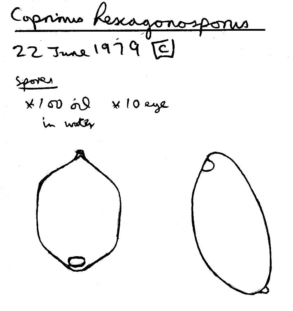 Image of Coprinellus marculentus (Britzelm.) Redhead, Vilgalys & Moncalvo 2001