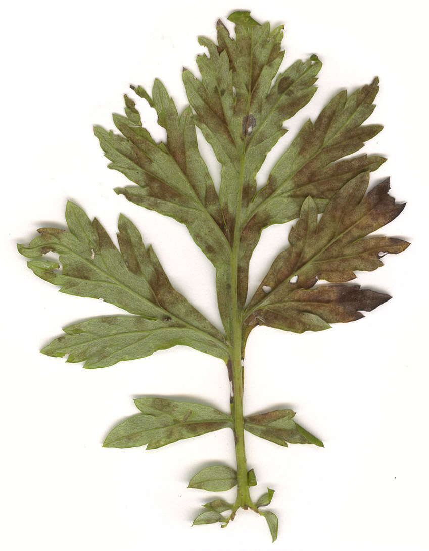 Image of Passalora ferruginea (Fuckel) U. Braun & Crous 2003
