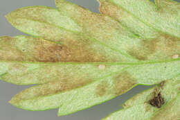 Image of Passalora ferruginea (Fuckel) U. Braun & Crous 2003