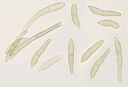 صورة Passalora ferruginea (Fuckel) U. Braun & Crous 2003