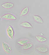 Слика од Rhizomarasmius setosus (Sowerby) Antonín & A. Urb. 2015