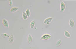 Слика од Rhizomarasmius setosus (Sowerby) Antonín & A. Urb. 2015