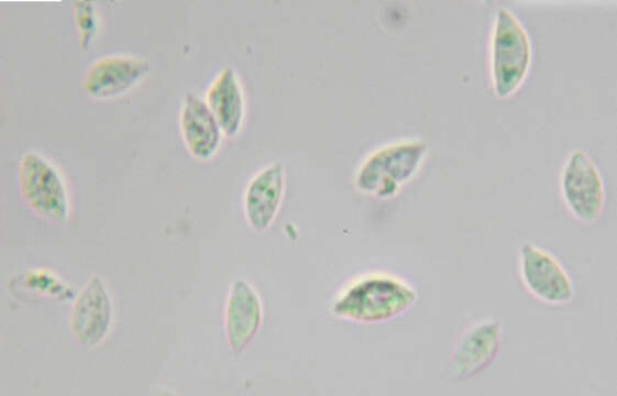 Слика од Rhizomarasmius setosus (Sowerby) Antonín & A. Urb. 2015