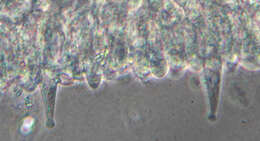 Слика од Rhizomarasmius setosus (Sowerby) Antonín & A. Urb. 2015