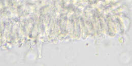 Слика од Rhizomarasmius setosus (Sowerby) Antonín & A. Urb. 2015