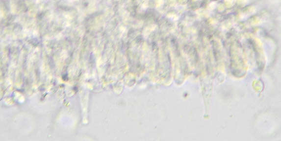 Слика од Rhizomarasmius setosus (Sowerby) Antonín & A. Urb. 2015