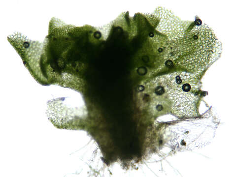 Image of <i>Fossombronia husnotii</i>