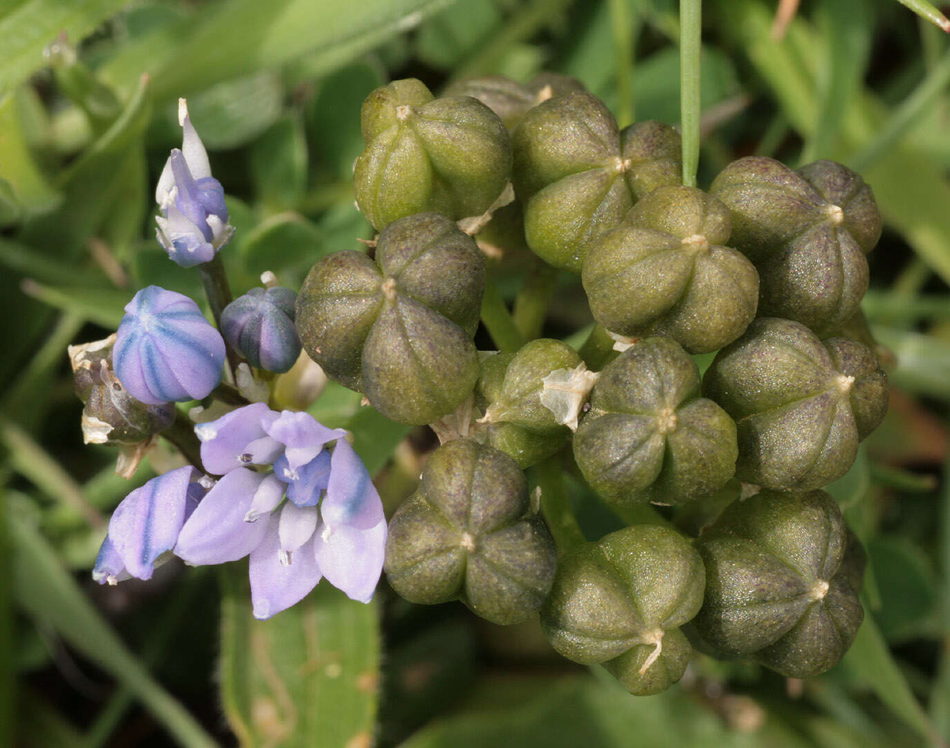 Image de Scille de printemps