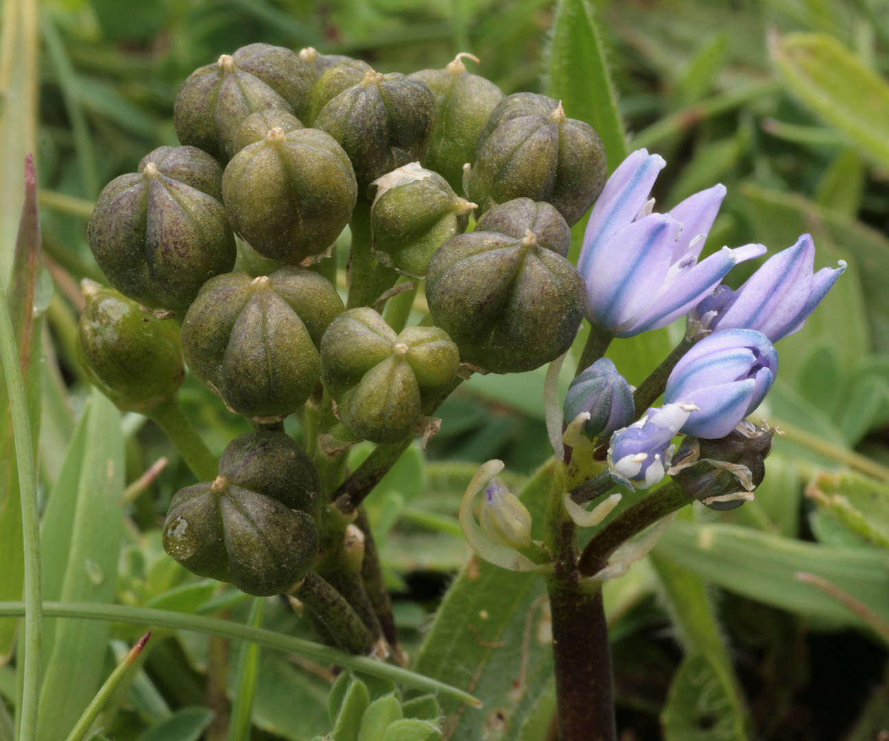 Image de Scille de printemps