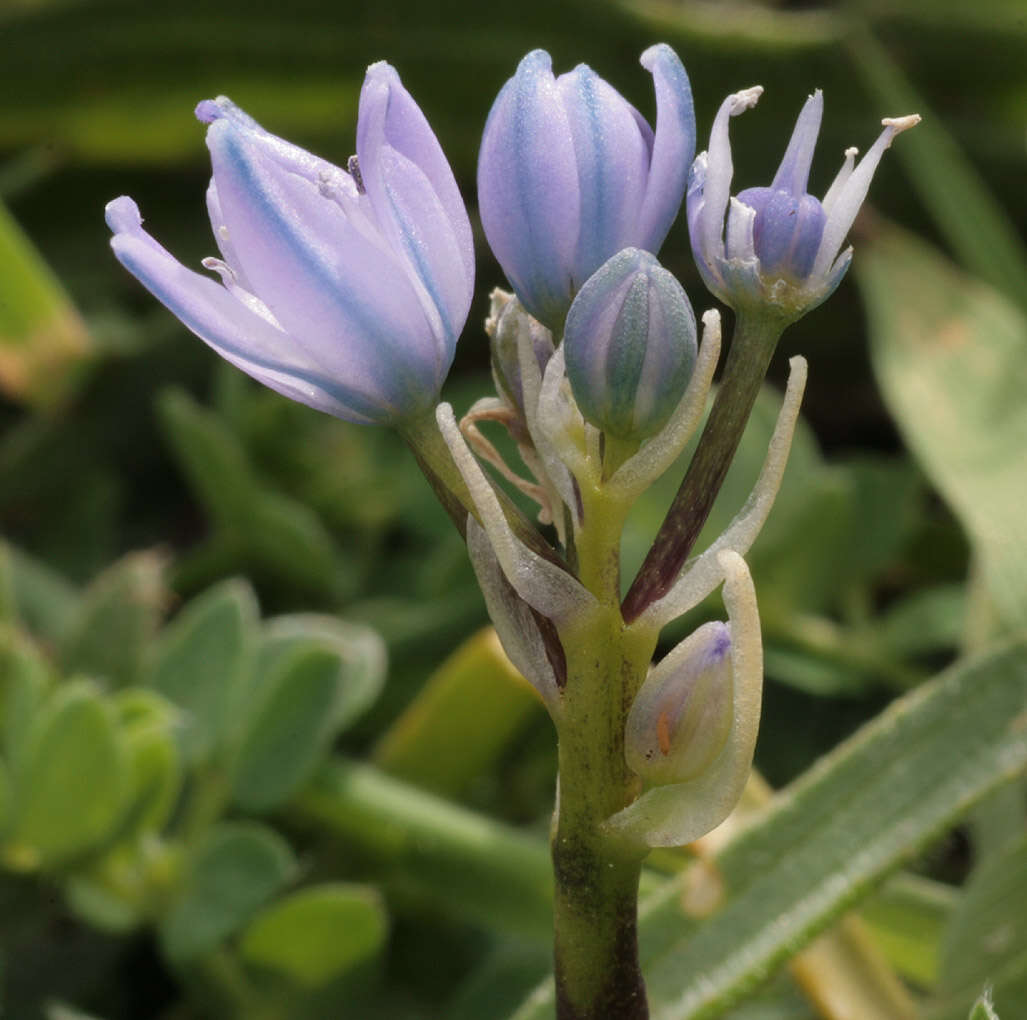 Image de Scille de printemps