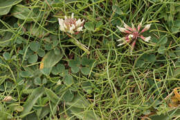 Слика од Trifolium repens subsp. prostratum Nyman