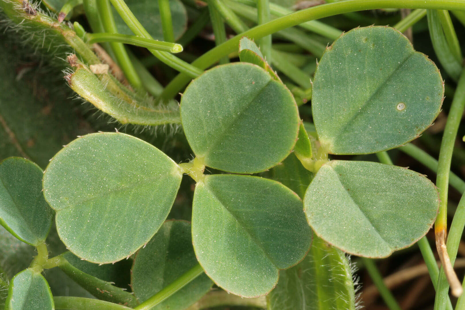 Слика од Trifolium repens subsp. prostratum Nyman