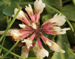 Слика од Trifolium repens subsp. prostratum Nyman