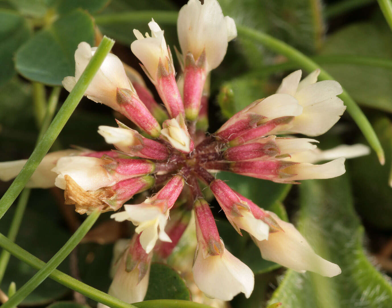 Image of Western Clover