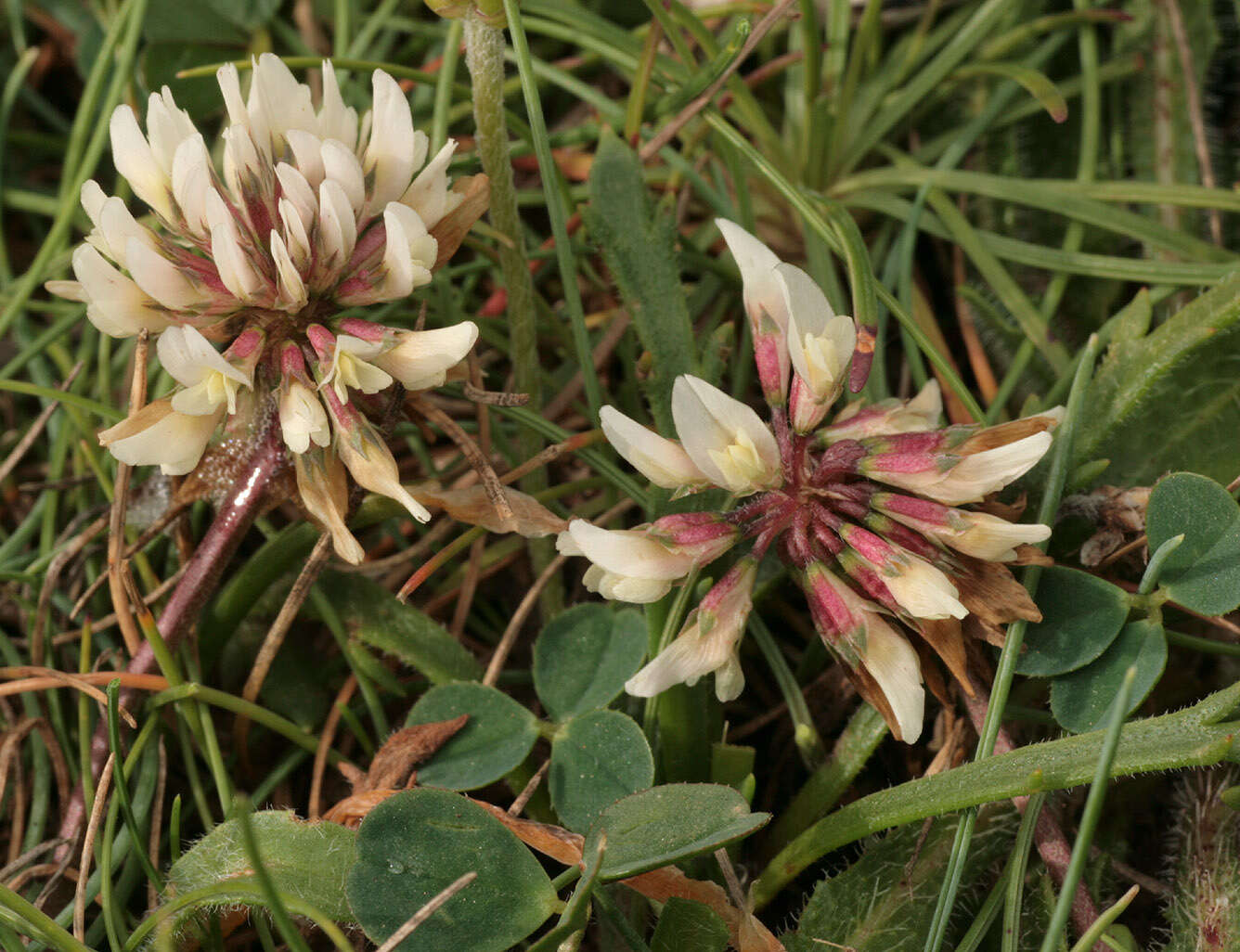 Слика од Trifolium repens subsp. prostratum Nyman