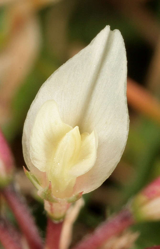 Image of Western Clover