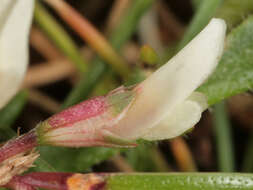 Слика од Trifolium repens subsp. prostratum Nyman