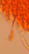 Image of Xylodon radula (Fr.)