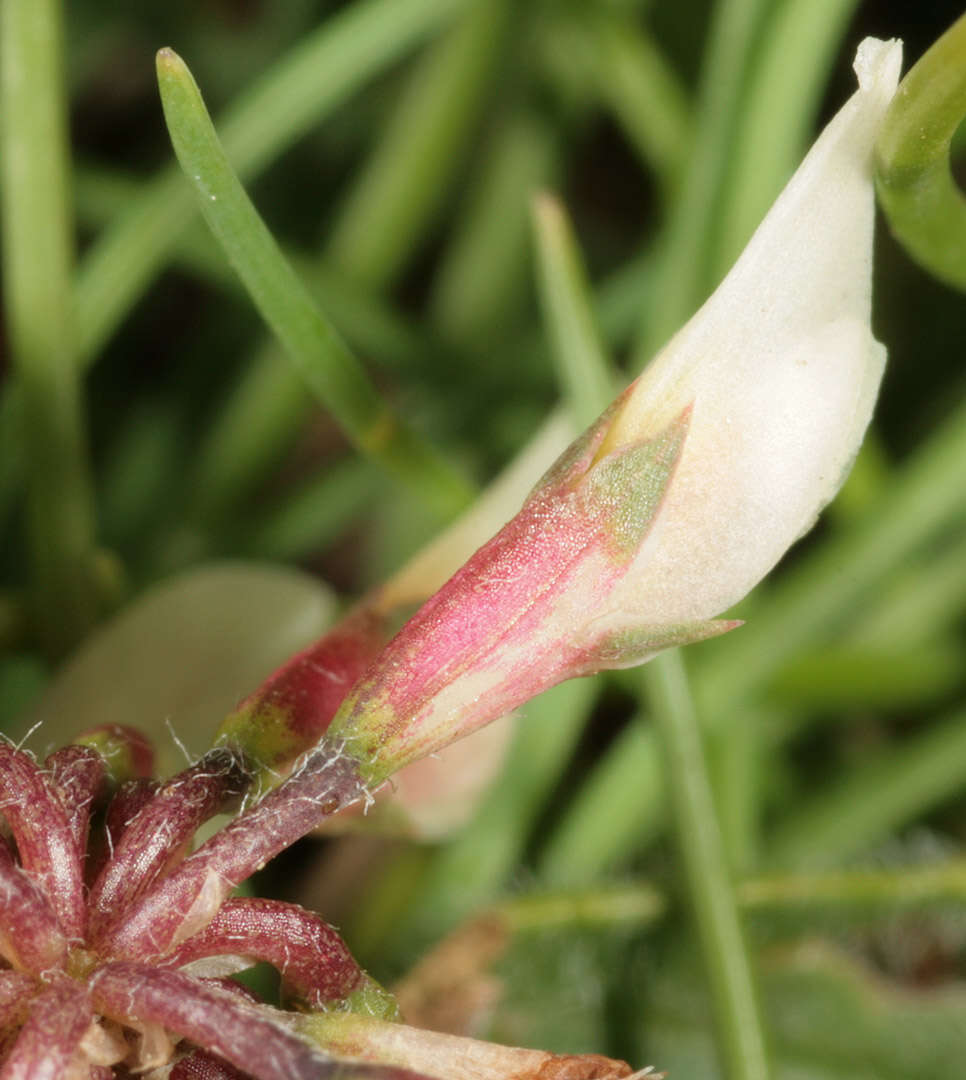 Image of Western Clover