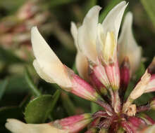 Image of Western Clover