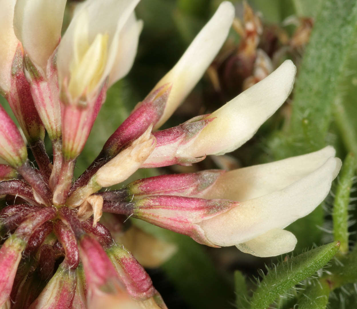 Слика од Trifolium repens subsp. prostratum Nyman