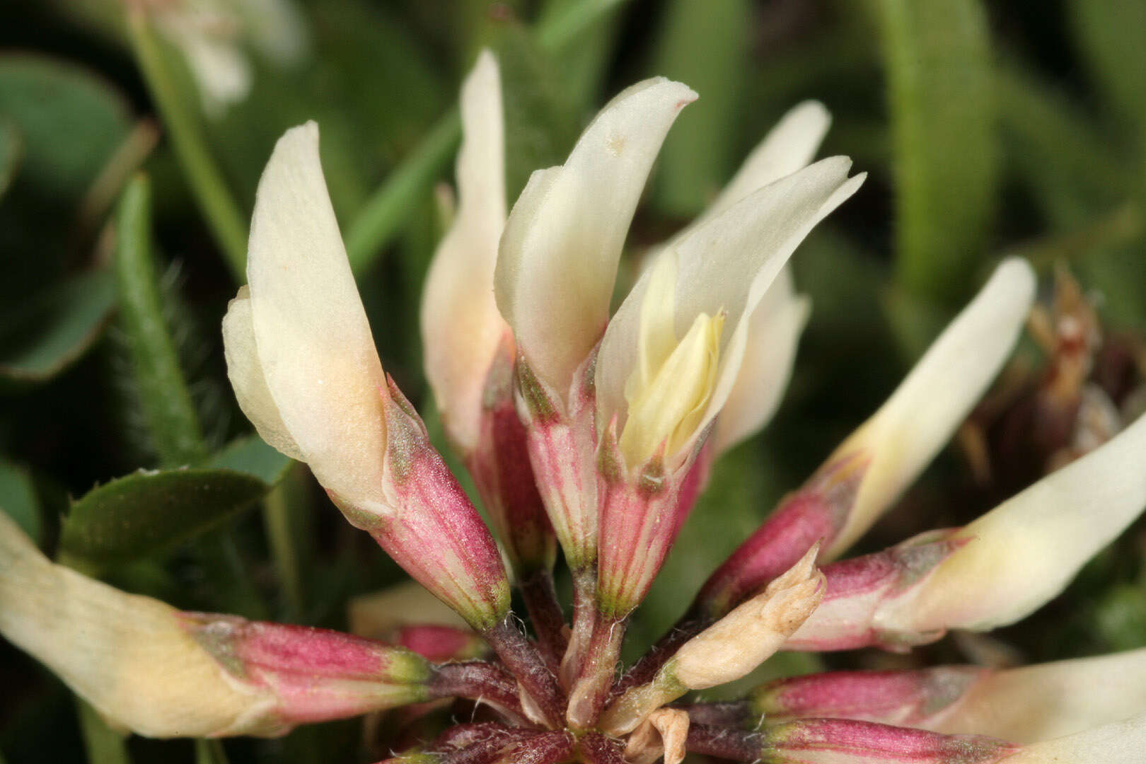 Image of Western Clover