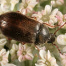 Image of Coleoptera