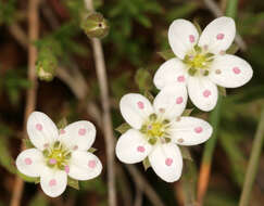 Image of Sabulina verna subsp. verna