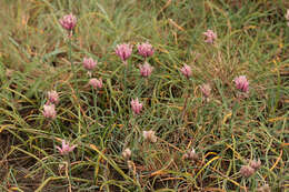 Image of wild chives