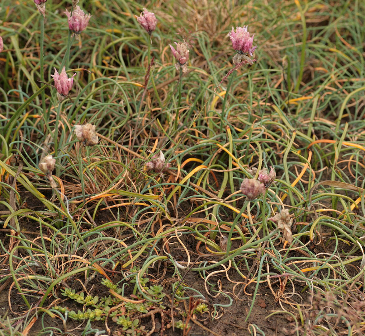 Image of wild chives