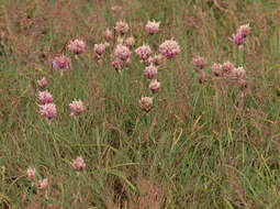 Image of wild chives