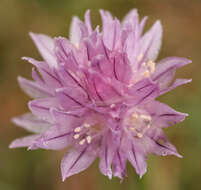 Image of wild chives