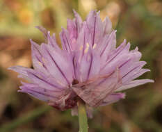 Image of wild chives