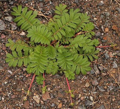 Image of silverweed cinquefoil