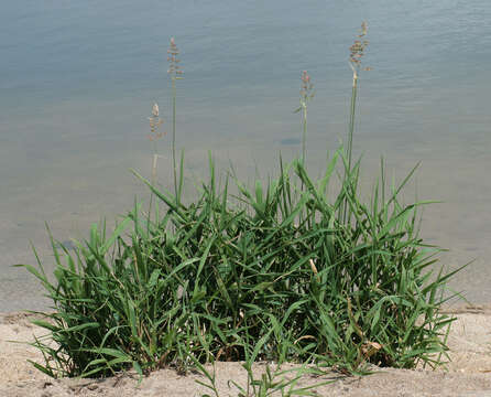 Image of <i>Phalaris <i>arundinacea</i></i> var. arundinacea