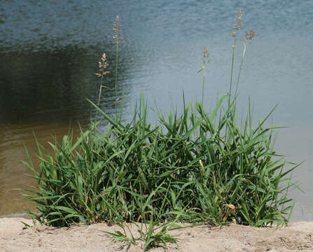 Image of <i>Phalaris <i>arundinacea</i></i> var. arundinacea