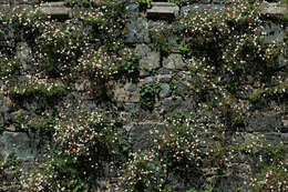 Image of Latin American Fleabane