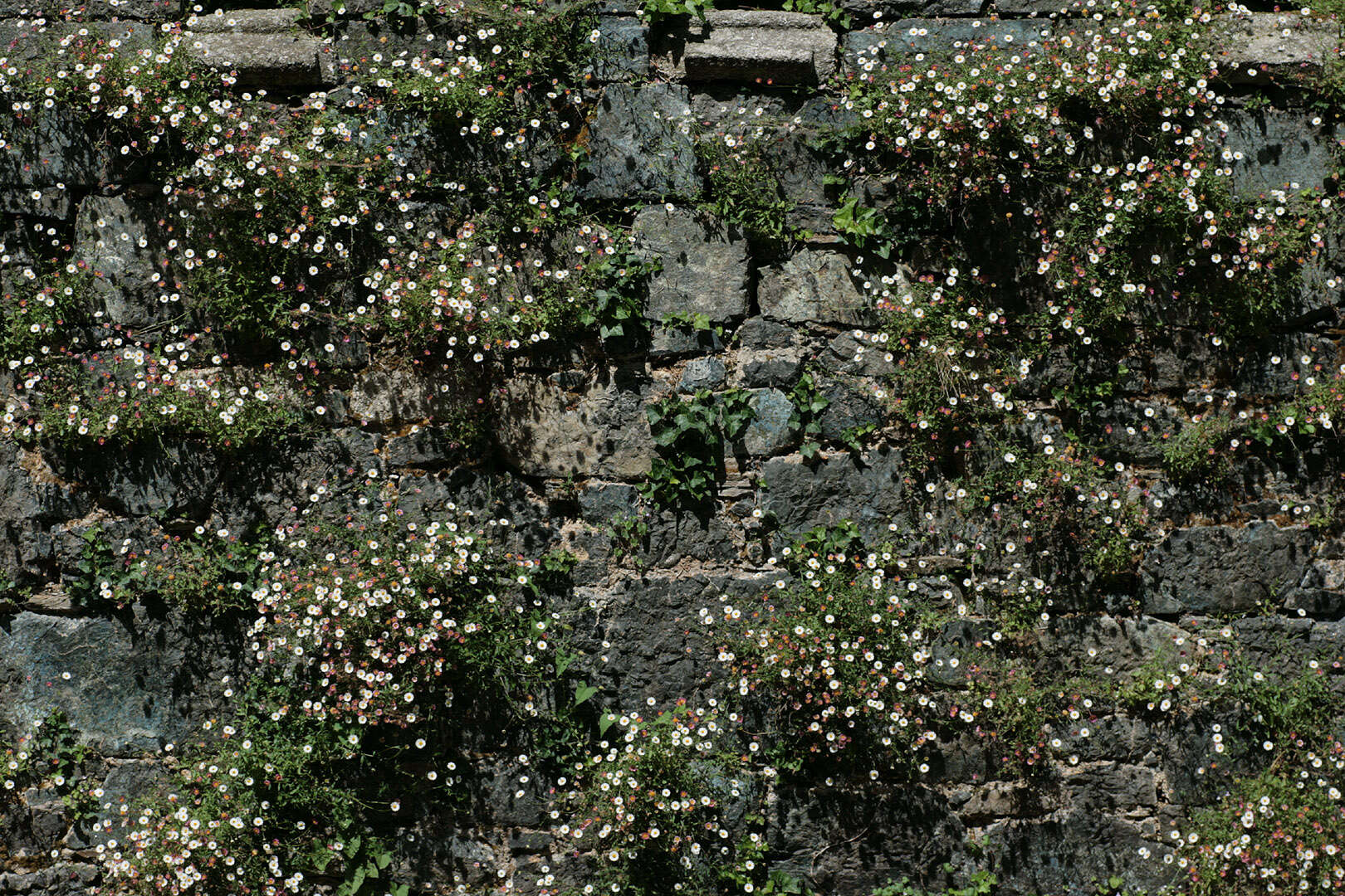 Image of Latin American Fleabane