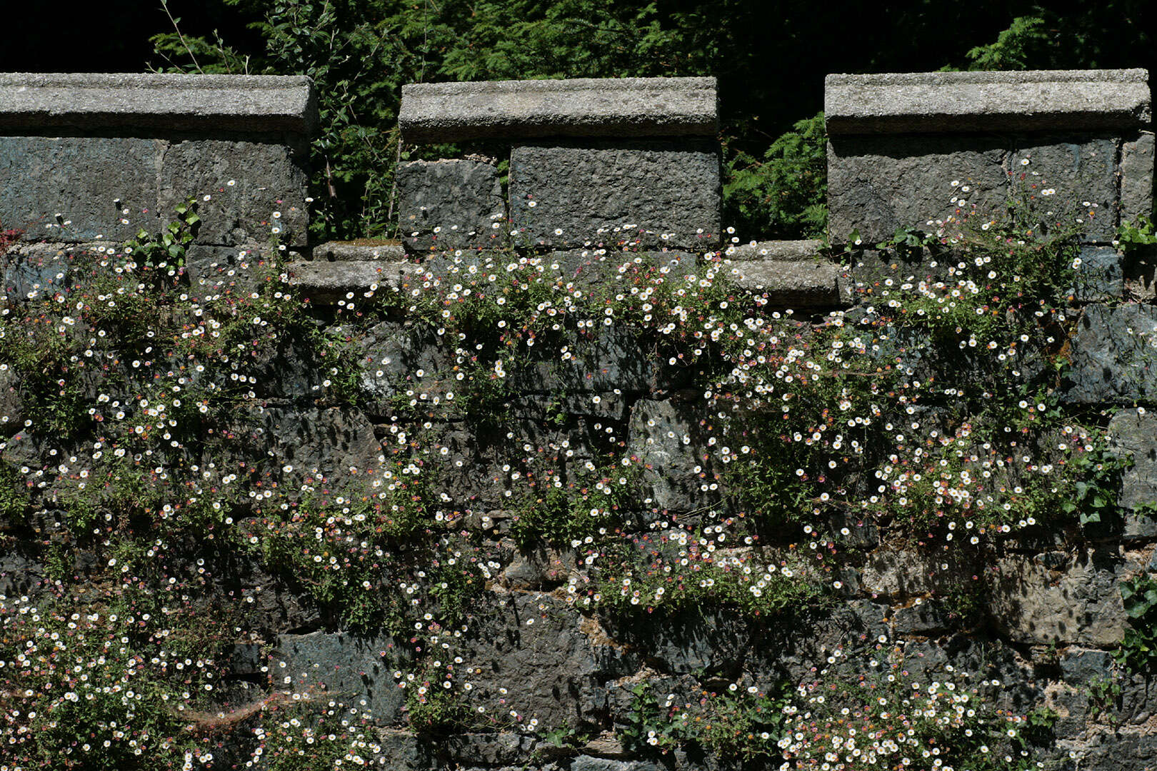 Image of Latin American Fleabane