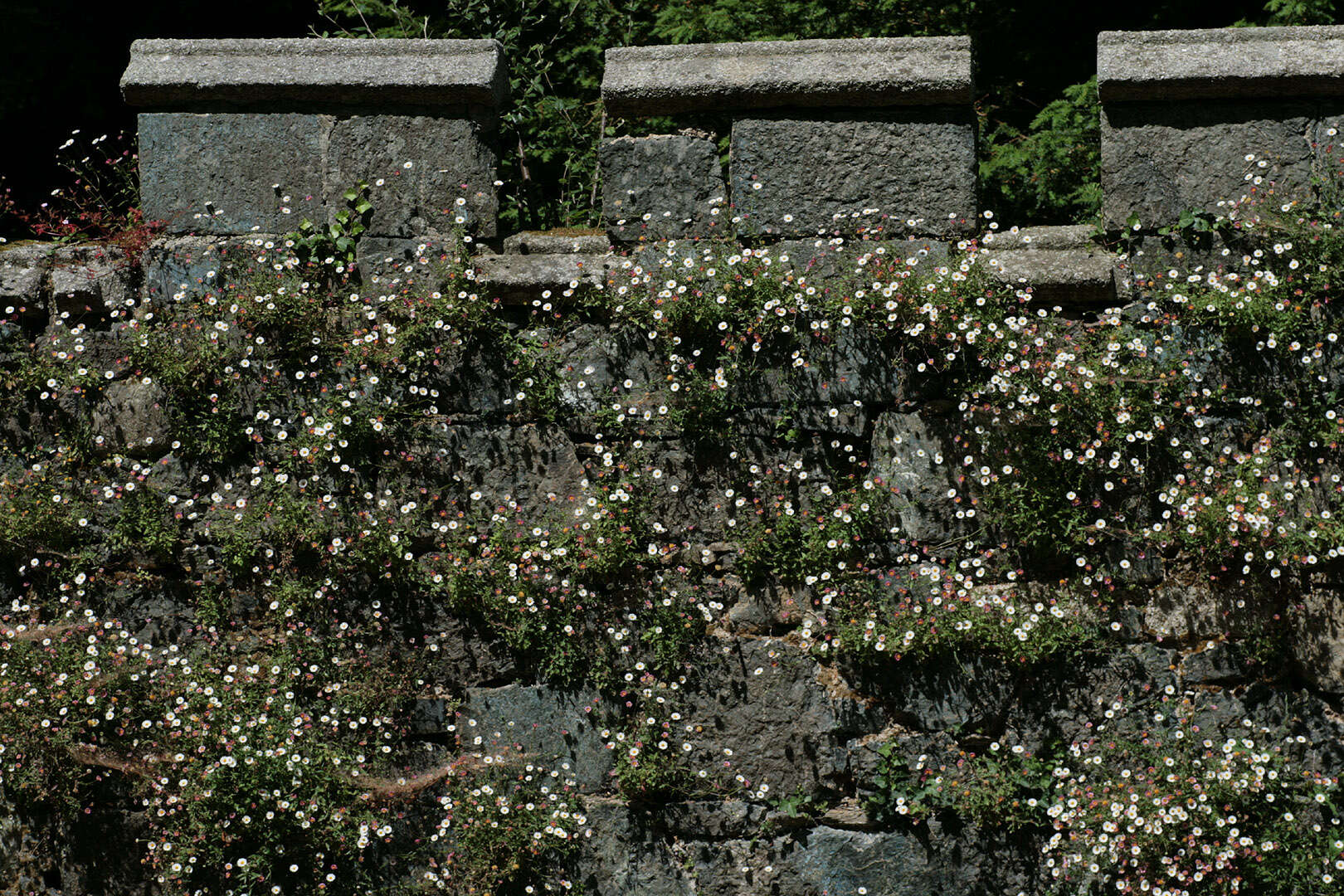 Image of Latin American Fleabane