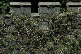 Image of Latin American Fleabane