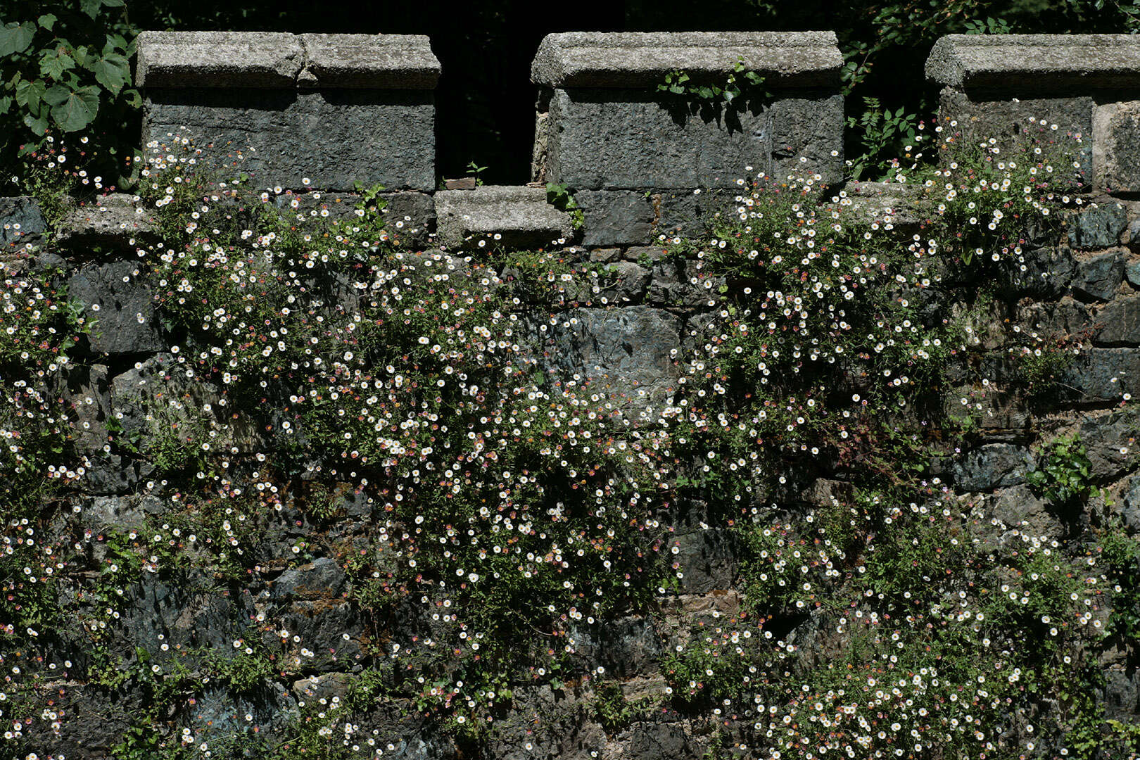 Image of Latin American Fleabane