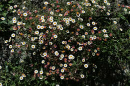 Image of Latin American Fleabane