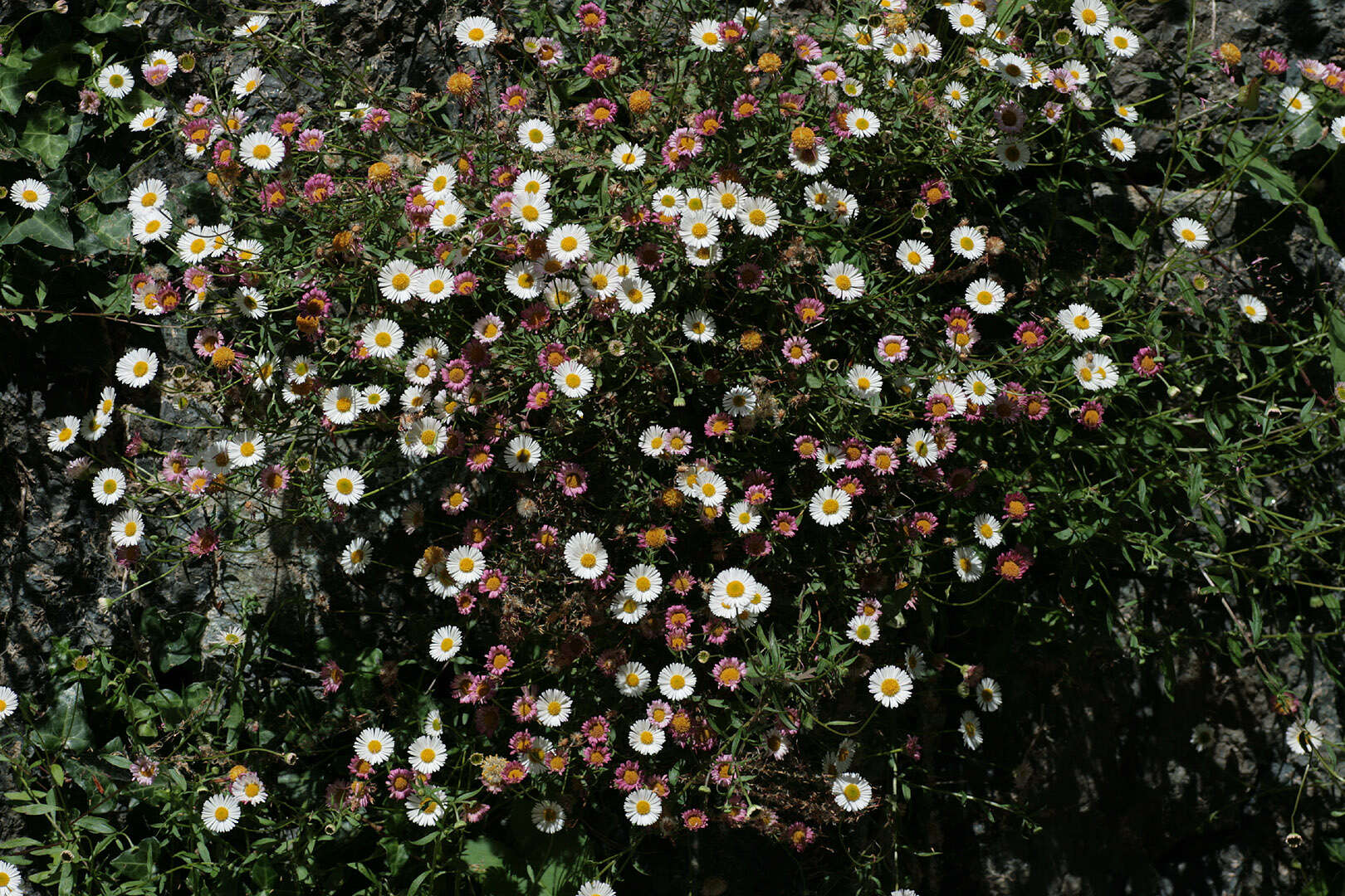 Image of Latin American Fleabane