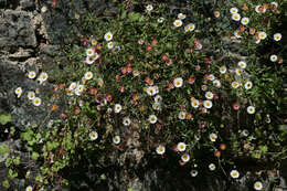 Image of Latin American Fleabane