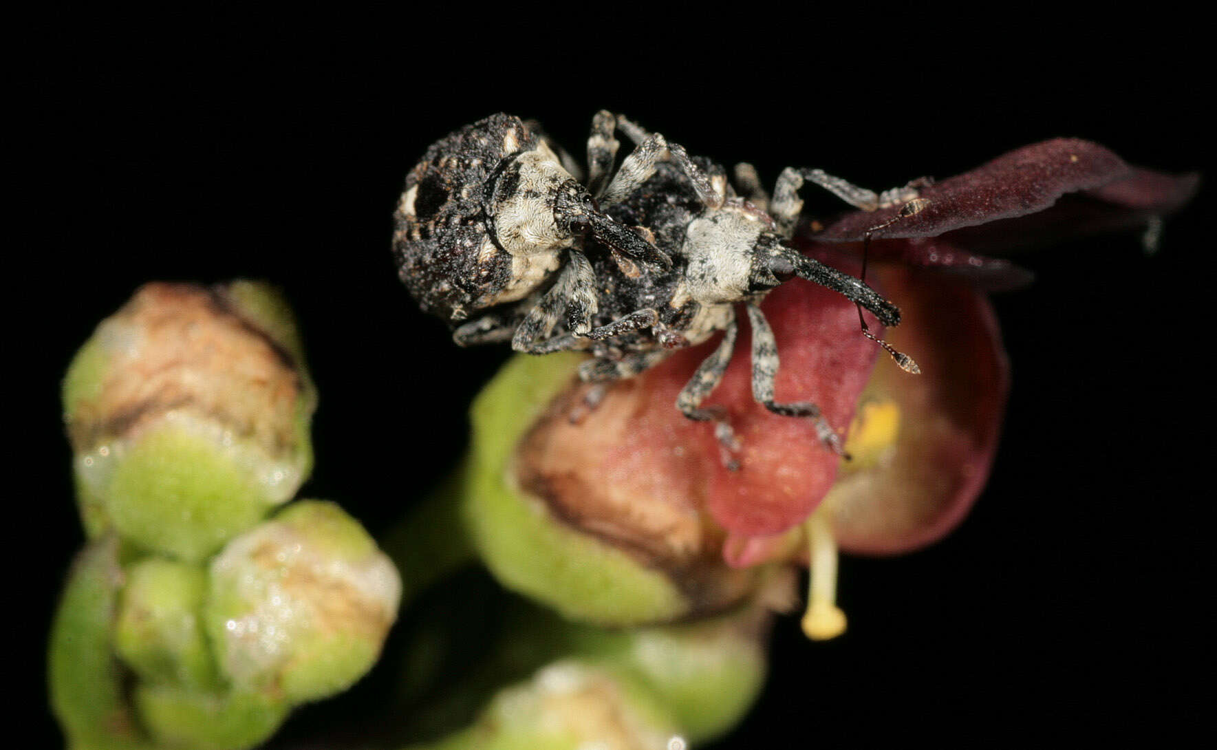 Image of Figwort weevil