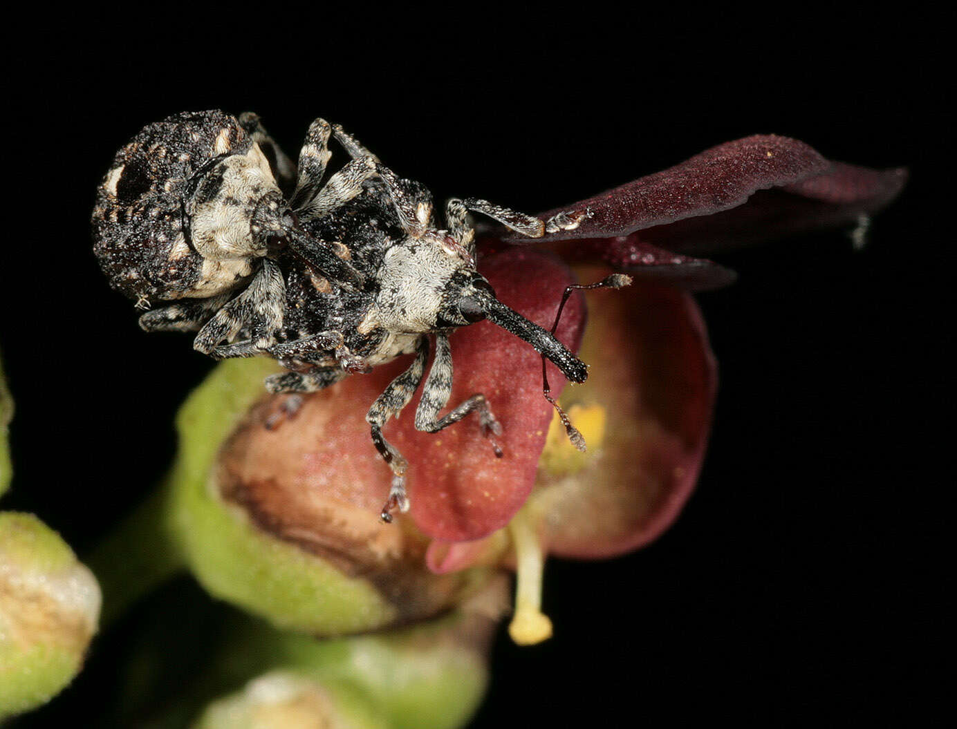 Image of Figwort weevil