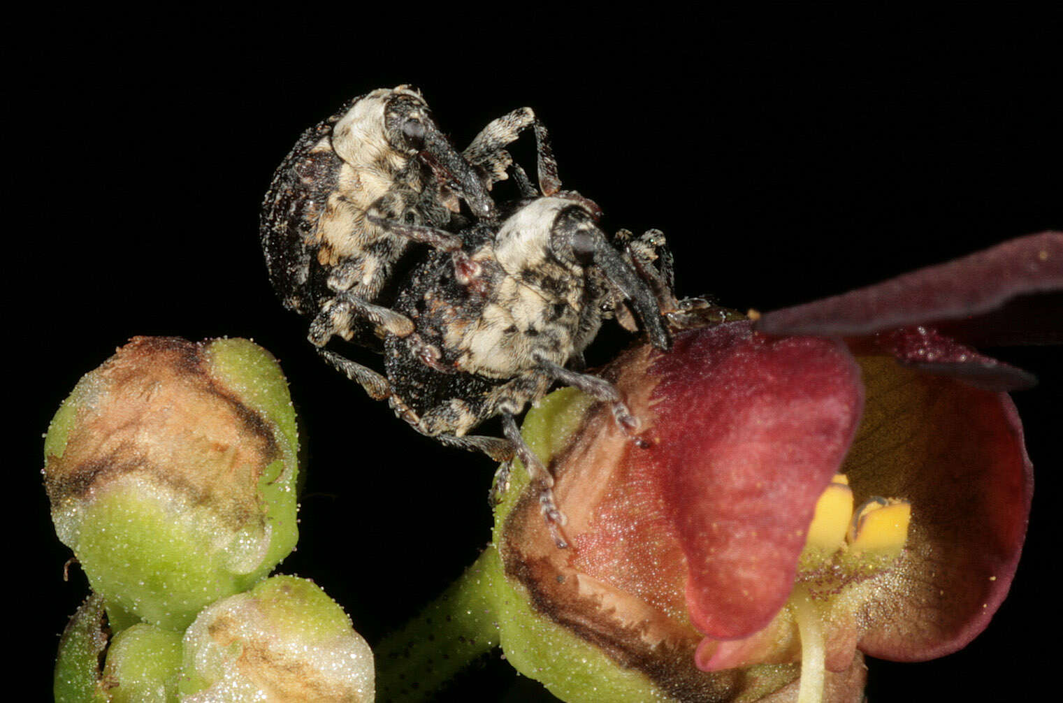 Image of Figwort weevil