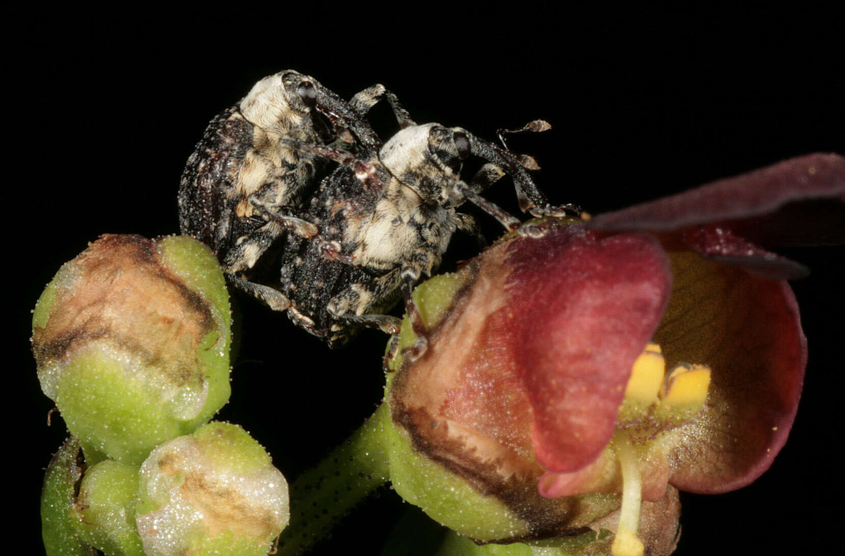 Image of Figwort weevil