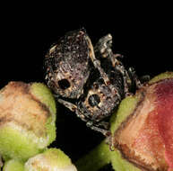 Image of Figwort weevil